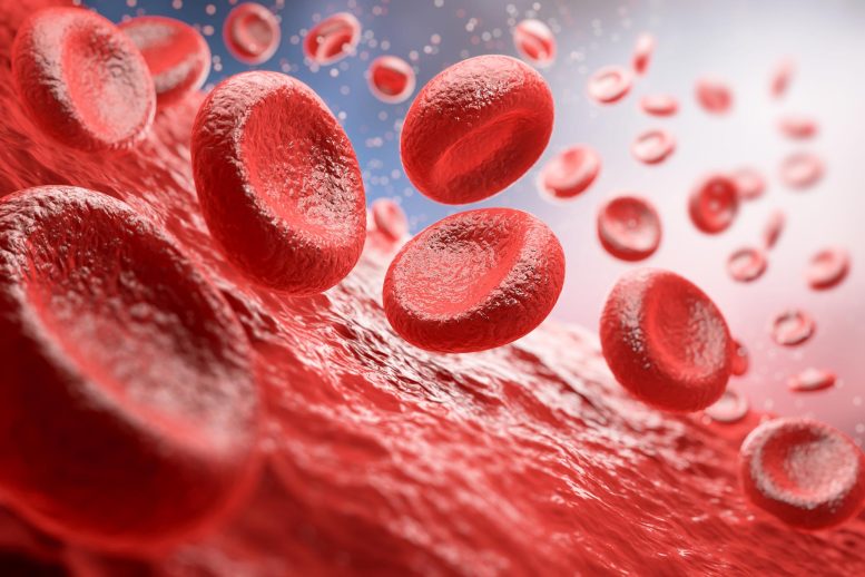 Red Blood Cells Artery Blood Flow