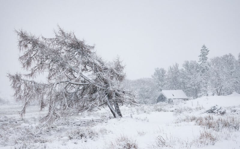 A snow-covered landscape with a leaning tree in the foreground and a small cabin surrounded by trees in the background, all dusted with fresh snow under a gray, overcast sky.