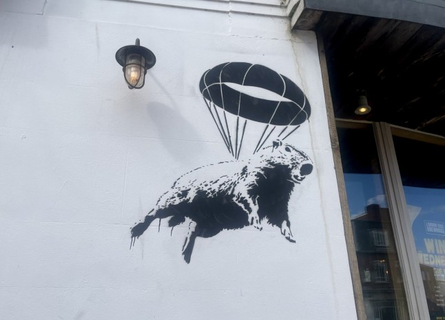 Pictured: One of the artworks on the London Road Brew House, Southampton. Banksy-style artworks depicting a capybara have started appearing on pubs near a zoo where one of the giant rodents is on the loose. Pub managers near Marwell Zoo say they have been puzzled by capybara murals appearing overnight. Staff found the murals of the covert capybara with a parachute on its back painted on the side of two pubs in Hampshire when they started their shift. It is thought to be a bizarre homage to Samba the capybara who escaped from Marwell Zoo last month and is still on the run. The painting is thought to resemble Samba, the capybara who went missing from Marwell Zoo, Hants, last month. SEE OUR COPY FOR DETAILS. Please byline: Daily Echo/Solent News ?? Daily Echo/Solent News & Photo Agency UK +44 (0) 2380 458800