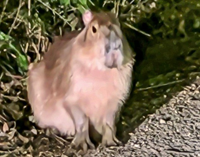 Pictured: The first recorded sighting of Samba, the escaped Capybara. Banksy-style artworks depicting a capybara have started appearing on pubs near a zoo where one of the giant rodents is on the loose. Pub managers near Marwell Zoo say they have been puzzled by capybara murals appearing overnight. Staff found the murals of the covert capybara with a parachute on its back painted on the side of two pubs in Hampshire when they started their shift. It is thought to be a bizarre homage to Samba the capybara who escaped from Marwell Zoo last month and is still on the run. The painting is thought to resemble Samba, the capybara who went missing from Marwell Zoo, Hants, last month. SEE OUR COPY FOR DETAILS. Please byline: Solent News ?? Solent News & Photo Agency UK +44 (0) 2380 458800