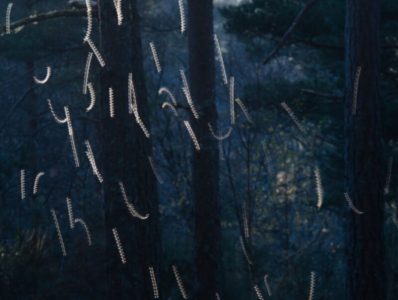 Caterpillars hang in midair on nearly invisible threads among trees in a dark forest, catching the light and creating a shimmering, floating effect against the blurred woodland background.