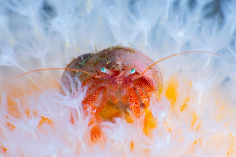 A close-up of a small hermit crab with bright blue eyes nestled among soft, white, feathery sea anemones or coral, creating a vibrant underwater scene.