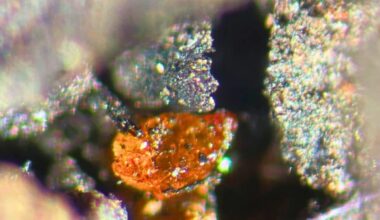 Scientists Discover Amber Beneath Antarctic Ice Revealing Continent Once Hosted Vast Forests