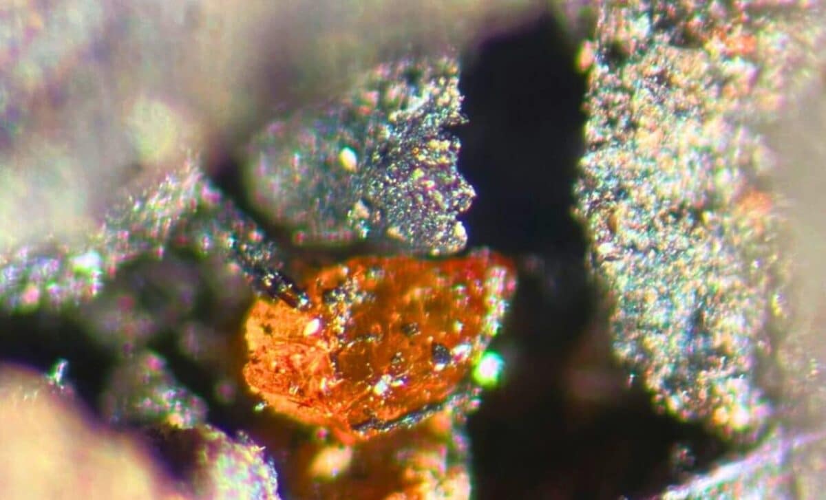 Scientists Discover Amber Beneath Antarctic Ice Revealing Continent Once Hosted Vast Forests