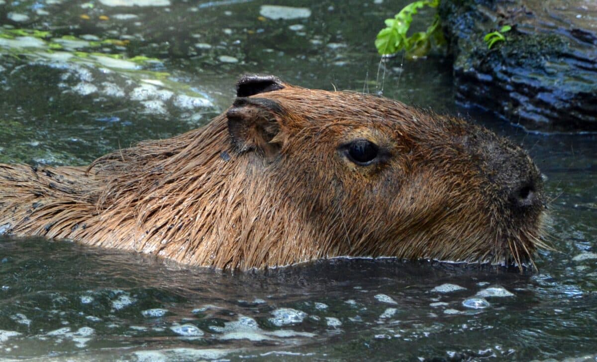Scientists Identify A 500 Kilogram Giant Rodent That Once Roamed South America Millions Of Years Ago