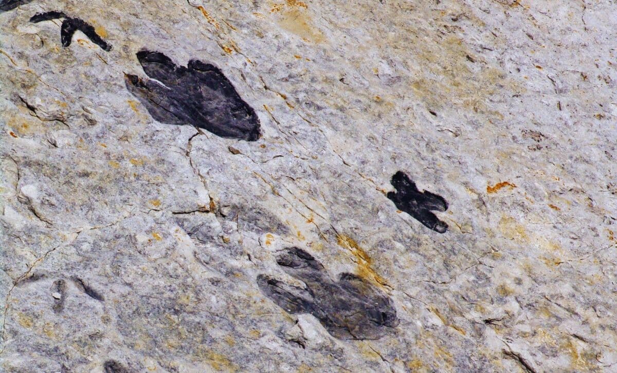 Scientists Just Discovered Some Of The Youngest Dinosaur Tracks On A Little Known South African Coast