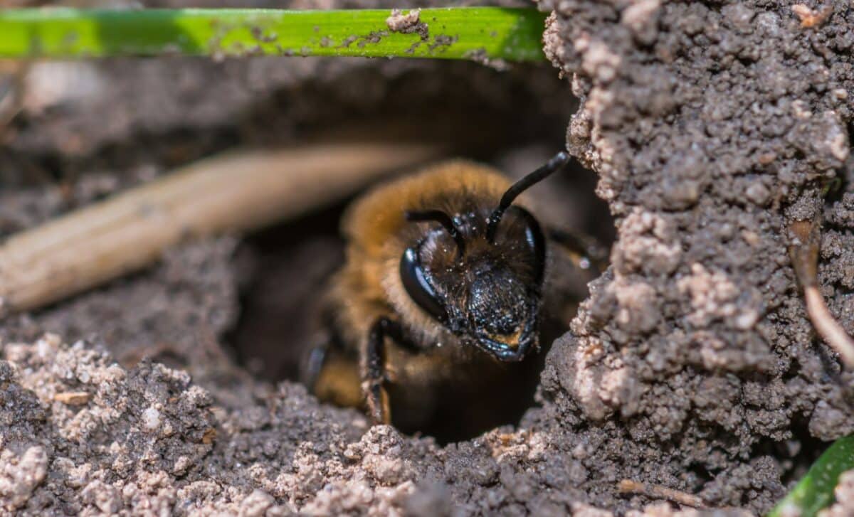 Scientists Just Found Over 5.6 Million Bees Living Under A New York Cemetery One Of The Largest Colonies Ever Recorded