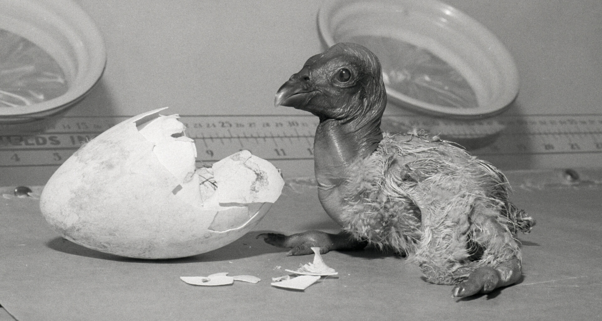 A Discovery in Northern California Could Change the Fate of Condors