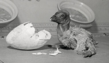 A Discovery in Northern California Could Change the Fate of Condors