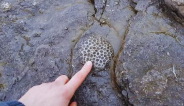 Scientists May Have Found The Oldest Animal On Earth Hidden In 890 Million Year Old Rocks