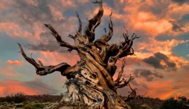 Scientists Say The Secret To Immortality May Be Written Inside The Dna Of A Tree Older Than The Pyramids