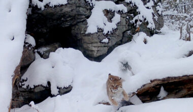 Coyote tries to chase down a bobcat in this tense Maine wildlife video