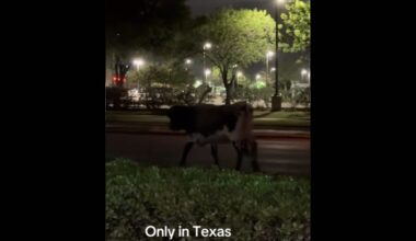Longhorn caught on camera roaming streets of Flower Mound - Cross Timbers Gazette | Southern Denton County | Flower Mound
