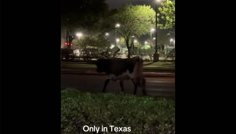 Longhorn caught on camera roaming streets of Flower Mound - Cross Timbers Gazette | Southern Denton County | Flower Mound