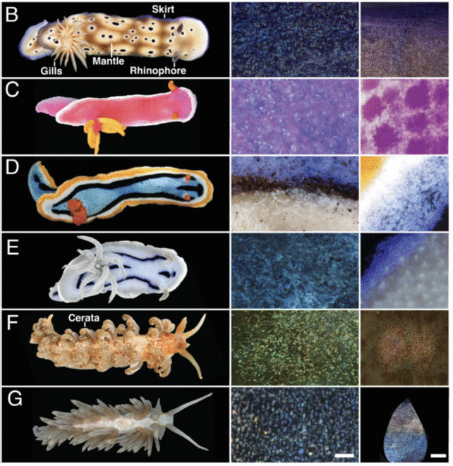 The Prettiest Sea Slugs Use Crystals in Their Skin as Pixels of Color