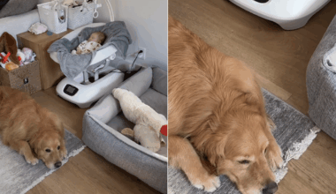 Golden Retriever Chooses To Sleep Close to the Baby Over Anywhere Else