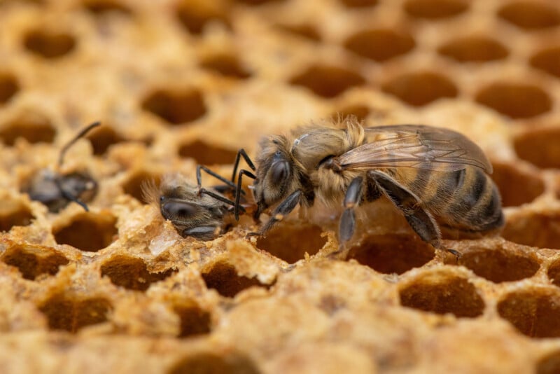 A close-up of a honeybee tending to a newly emerging bee on a honeycomb, with multiple hexagonal cells visible in the background.