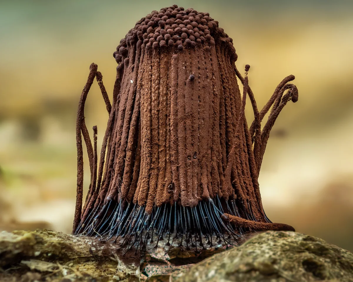 Is It Cake by Nelson Milano