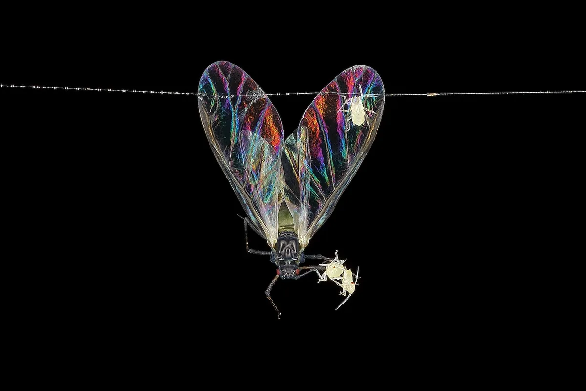 Love is in the Air by Sophie Mijnhout