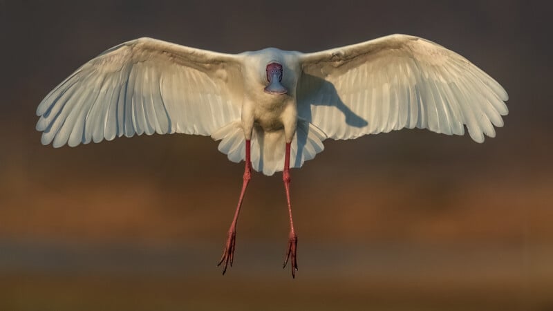 A white bird with long wings fully spread, pink legs extended downward, and a pale face flies directly toward the camera against a blurred brown and green background.