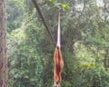 Sumatran orangutan filmed using a canopy bridge to cross a public road in North Sumatra