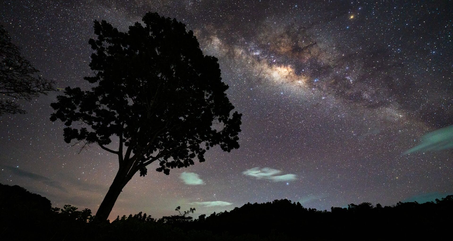 The Milky Way streaks diagonally across a starry sky at night, with the silhouette of a tree standing over a leafy silhouetted horizon.