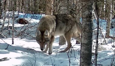 5 takeaways from Maine’s new wildlife action plan