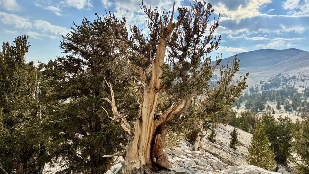 The Bristlecone Pine Tree Is The World's Oldest Living Non Clonal Organism
