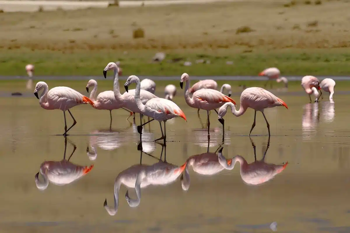 The Lake Yields 300,000 Tons Of Salt Yearly