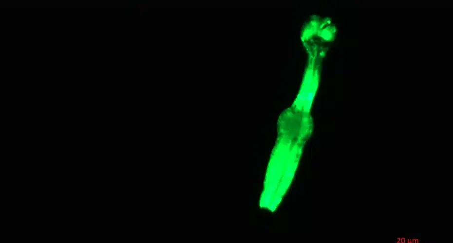 The Species Of Worms Aboard Nasa’s Northrop Grumman Crs 24 Mission