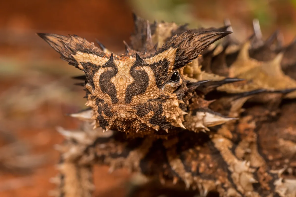 Thorny devil