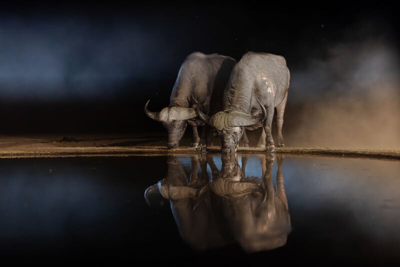 Two African buffalo stand side by side at the edge of a waterhole at night, drinking. Their reflections are clearly visible in the still water, with mist and darkness in the background.
