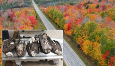 5 bald eagles mysteriously found dead in Michigan ‘not due to natural causes’