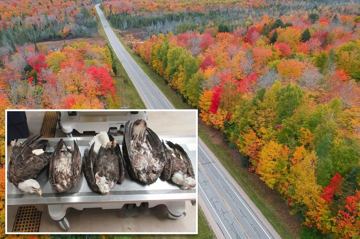 5 bald eagles mysteriously found dead in Michigan ‘not due to natural causes’