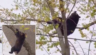 Curious black bear tranquilized by cops, topples out of tree after hours-long standoff in Albany