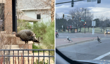 A collage of photos of turkeys spotted in Denver in 2026.
