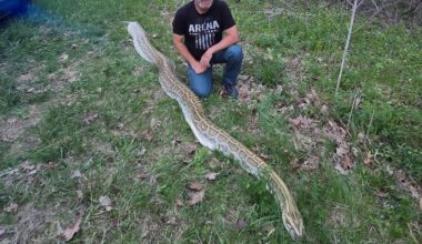 Large dead snake found along side of Wisconsin highway