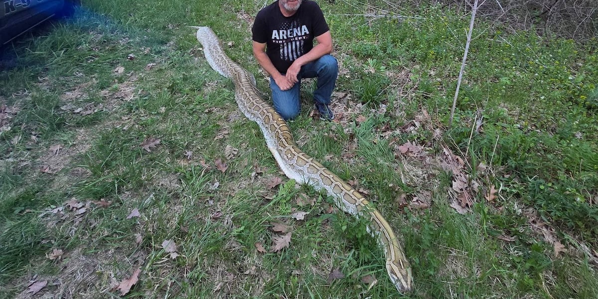 Large dead snake found along side of Wisconsin highway