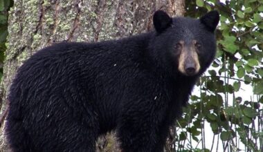 Bear sightings surge with more than 1,250 reports this year