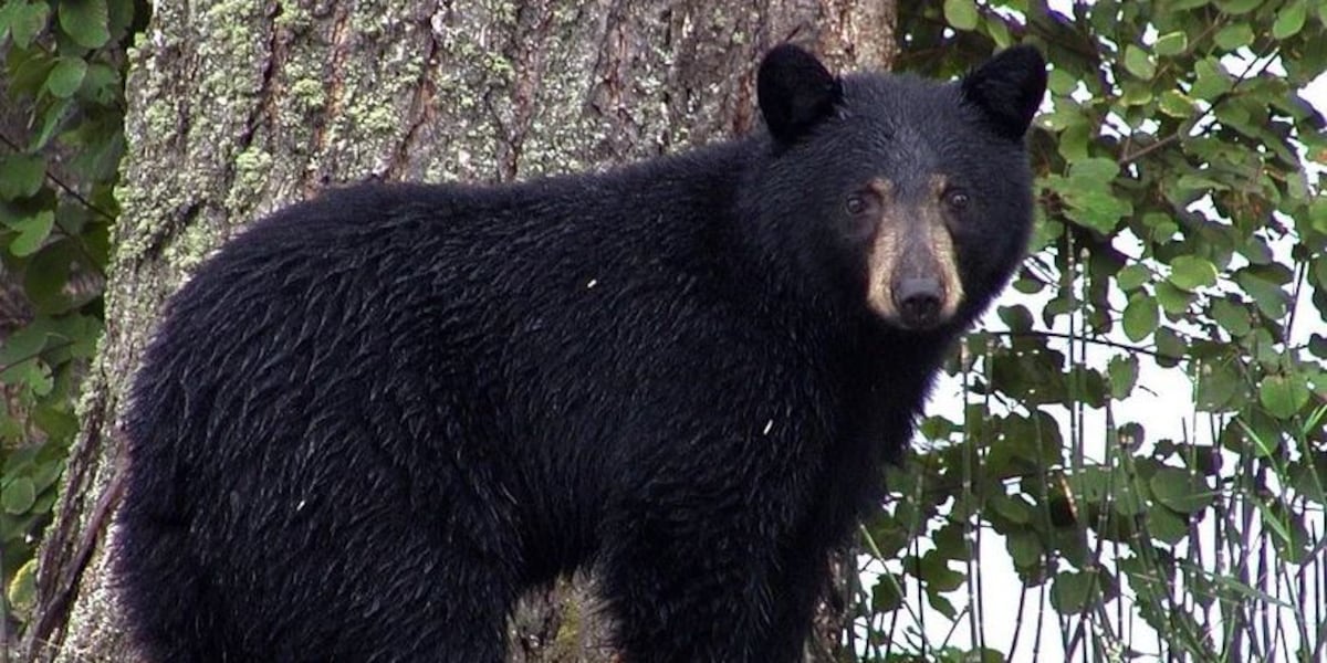 Bear sightings surge with more than 1,250 reports this year