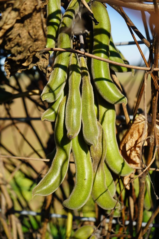 UF researchers are studying whether the velvet bean can help treat Parkinson's tremors. (courtesy of UF)