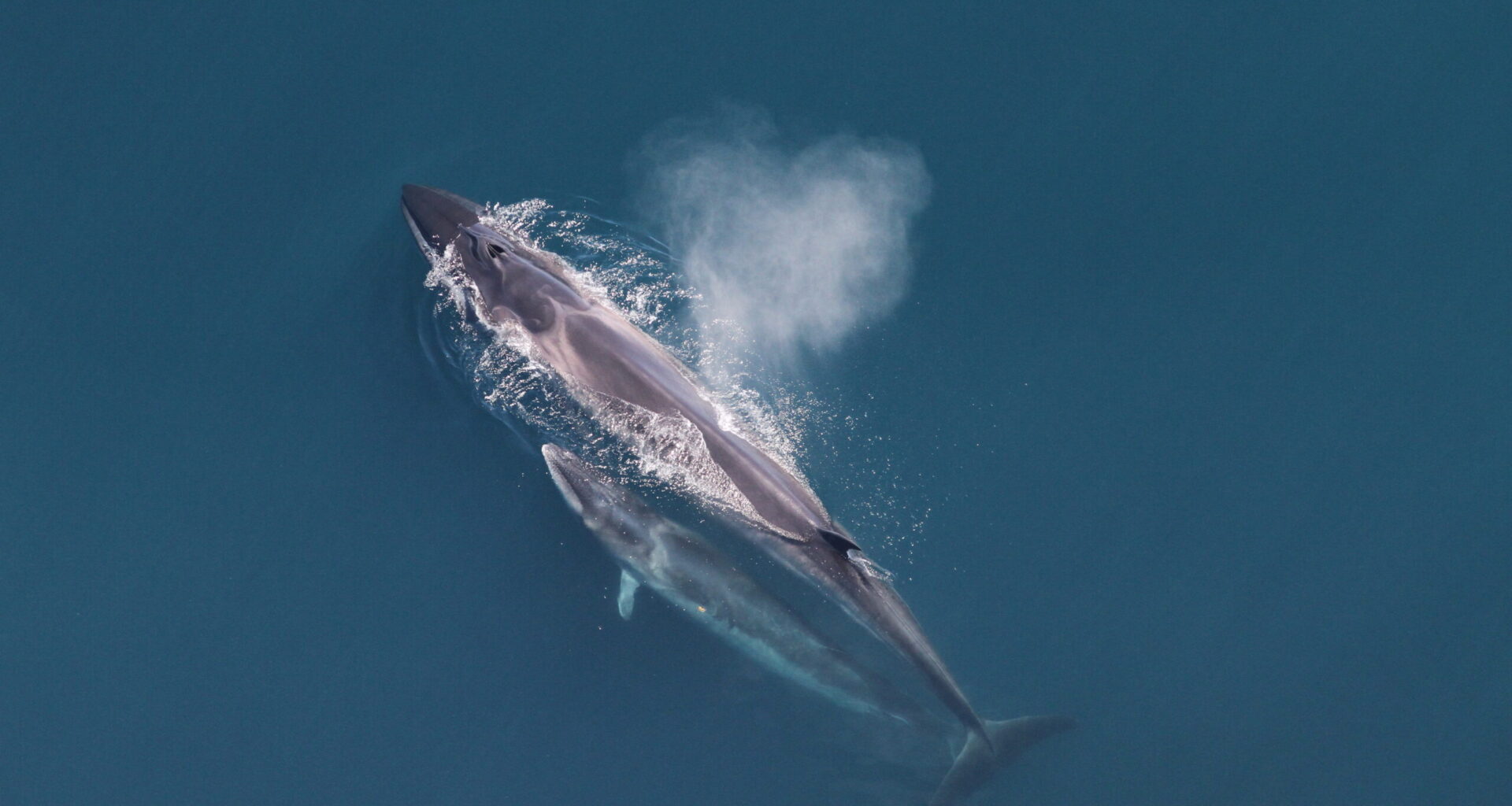 Sei whales are sharing their spring habitat with USA's busiest port