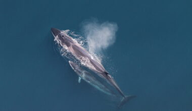 Sei whales are sharing their spring habitat with USA's busiest port