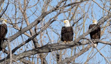 DNR seeks tips regarding dead eagles in Delta County