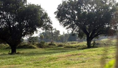 A Florida golf course closed 15 years ago. Now, 500 homes on the way - Tampa Bay Times
