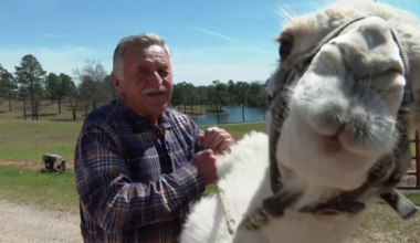 Lexington man welcomes new camel, Abraham 2.0, to continue 29-year tradition