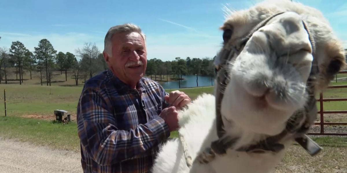 Lexington man welcomes new camel, Abraham 2.0, to continue 29-year tradition