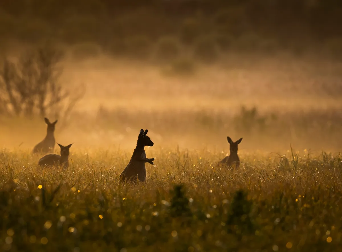 Western Grey kangaroo 