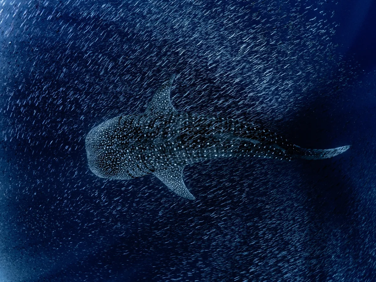 Whale shark swims through a bait ball