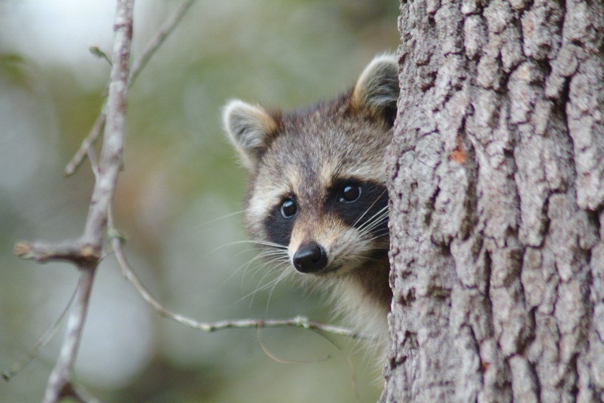 A raccoon looks out from behind a tree trunk.